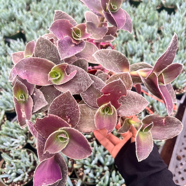 Succulent Tradescantia padillia Pale Puma 4 inch pot