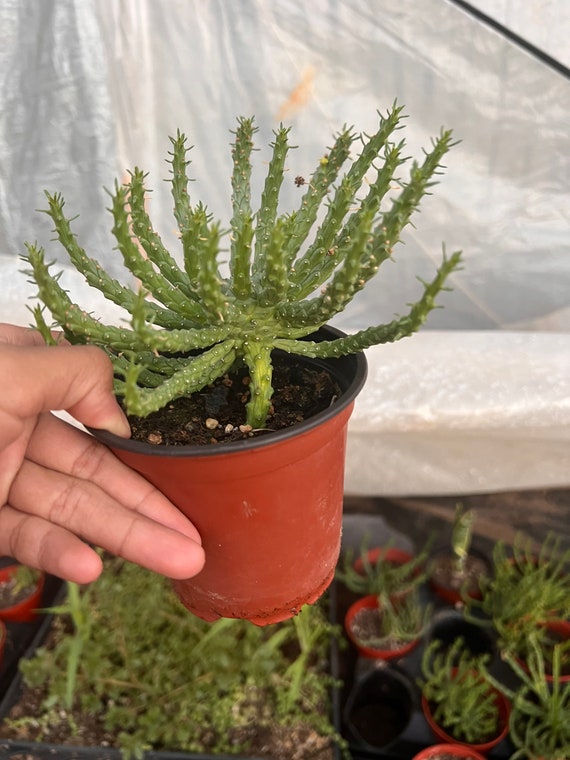 Aazon.co : edusa Head Euphorbia Succulents Euphorbia Flanaganii, 4 Pot