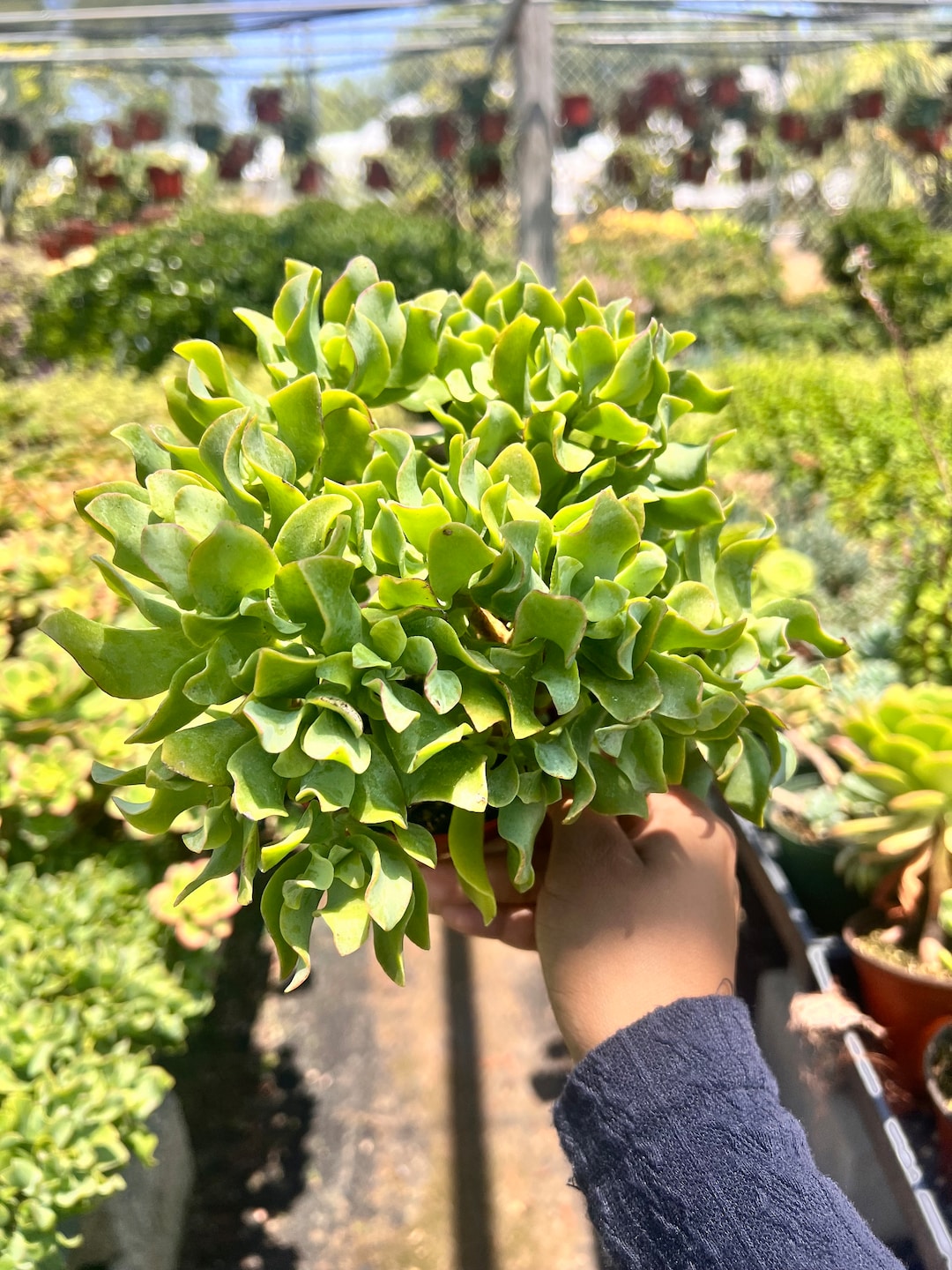 Crassula Ruffled Jade Plant 4 Inch - Etsy