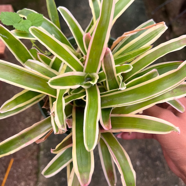 Neoregelia carolinae Bromeliad Tropical Plant Cluster | pink | white | green 6inch