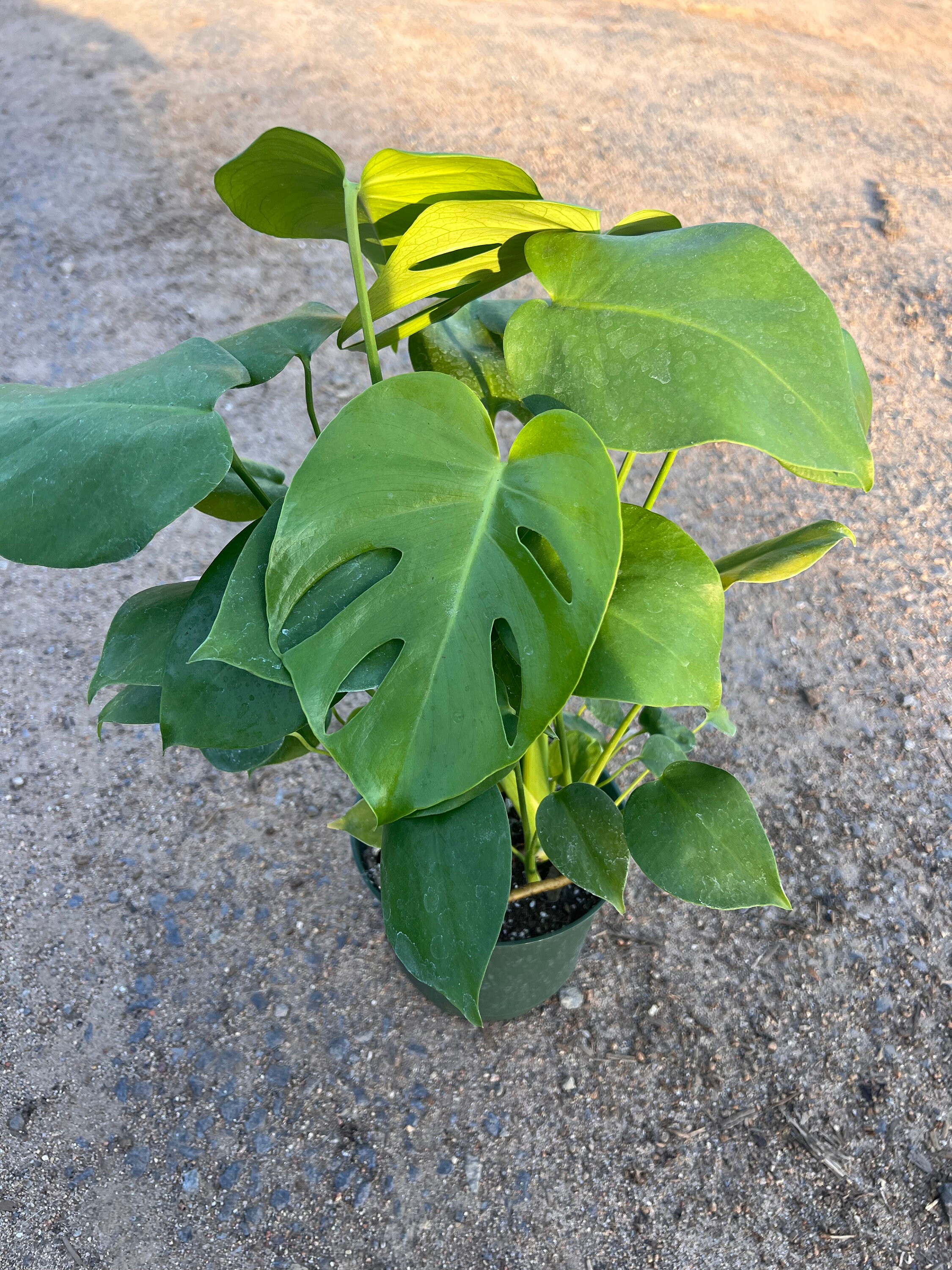 Monstera Deliciosa 6 Inch - Etsy