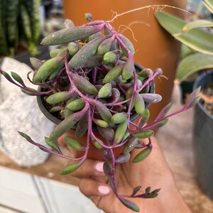 May include: A small potted succulent plant with long, trailing stems and green leaves with purple accents. The plant is in a brown pot.