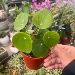 Pilea Peperomioides Plant | Chinese Money Plant 4 inch