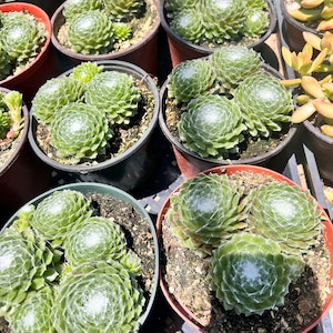 May include: Close-up of several small potted succulents with green leaves arranged in a grid pattern. The succulents have a rosette shape and are in brown and black pots.