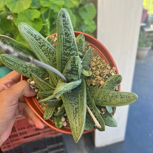 Gasteria Little Warty plant | 6 inch pot | green succulent aloe plant | ships in pot