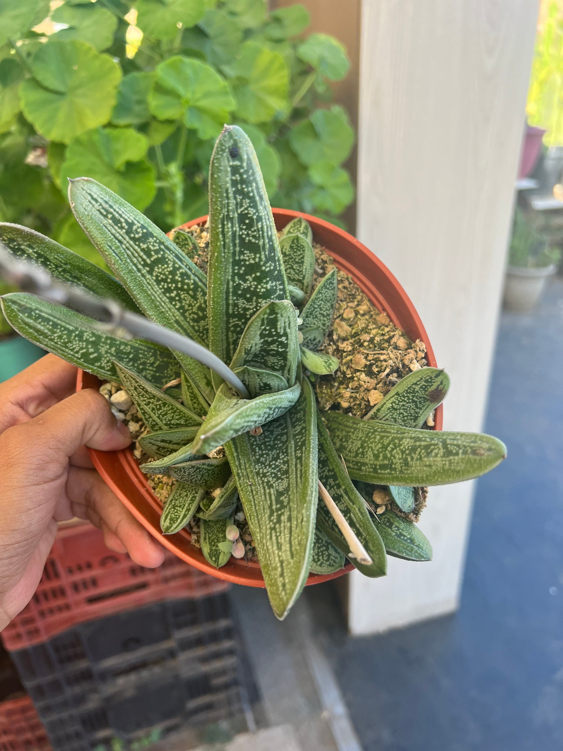 succulents names and photos 2.5" Assorted Cactus (No Names)