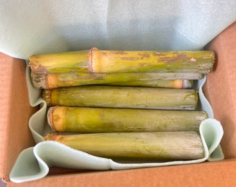 Sugar Cane Stick | white organic | Organic Green Sugarcane Plant, Fresh Live Cuttings..