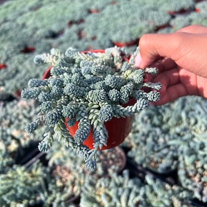 May include: A small succulent plant with blue-green leaves in a red pot. The plant is a popular choice for home gardens and is known for its low-maintenance care.