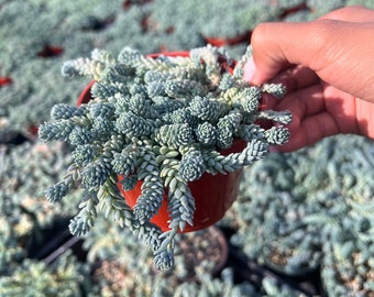 Sedum dasyphyllum 'Himalayan Skies' 4inch pot