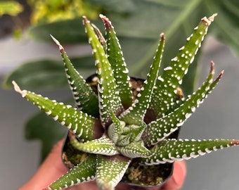 Haworthia Zebra plant | 2 inch pot | houseplant | succulent | cacti | Aloe