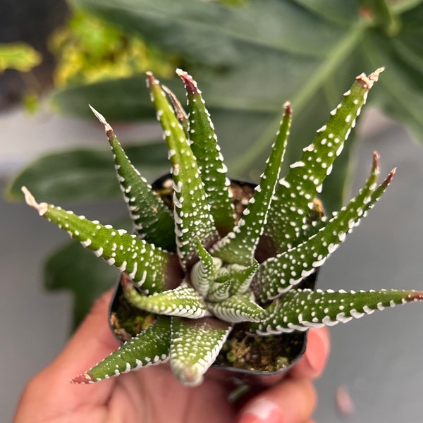 Haworthia Zebra plant | 2 inch pot | houseplant | succulent | cacti | Aloe