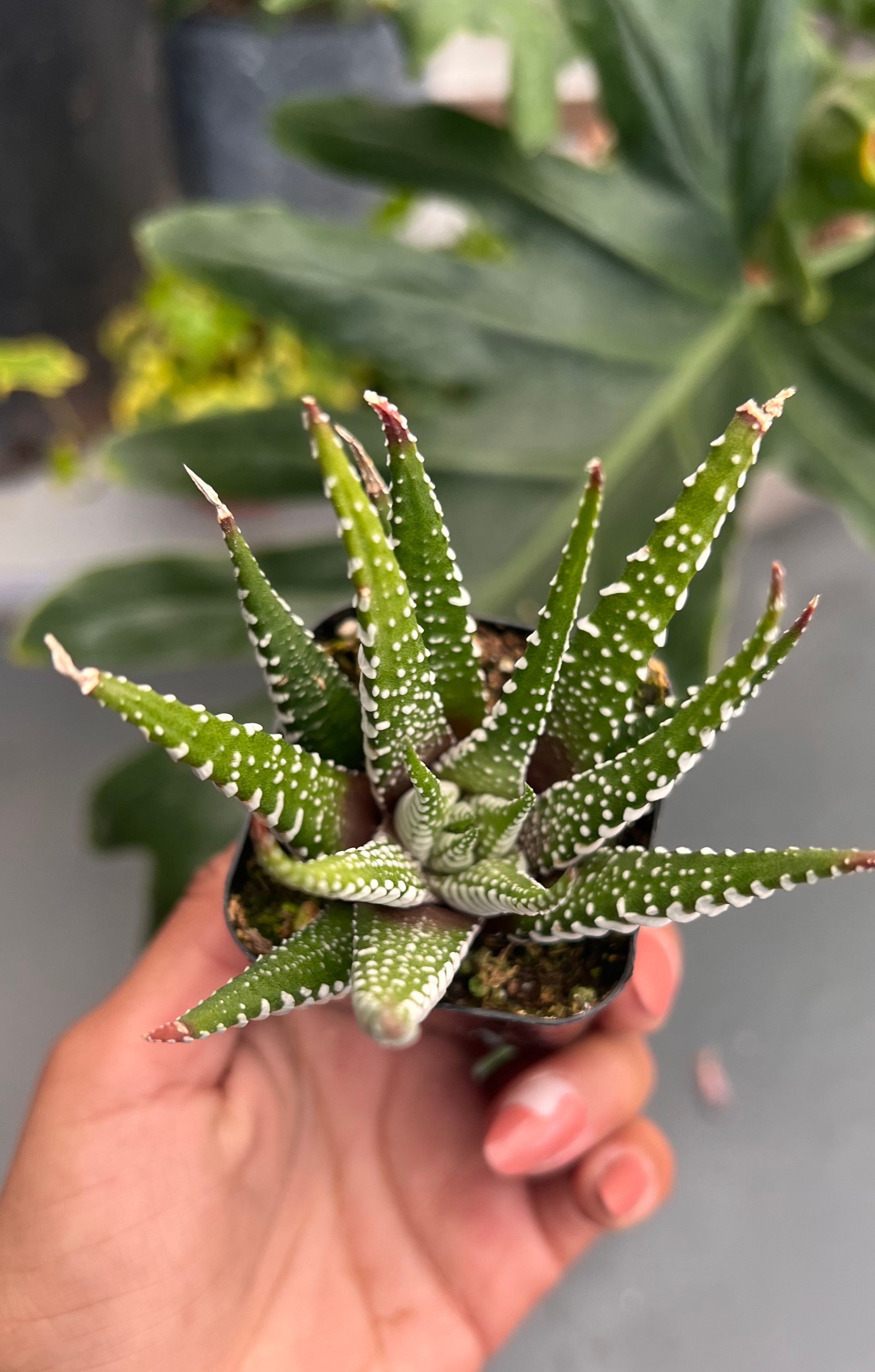 agave attenuata kaufen Variegated Fox Tail Agave (Agave attenuata 'Ray of Light')  Plants Express