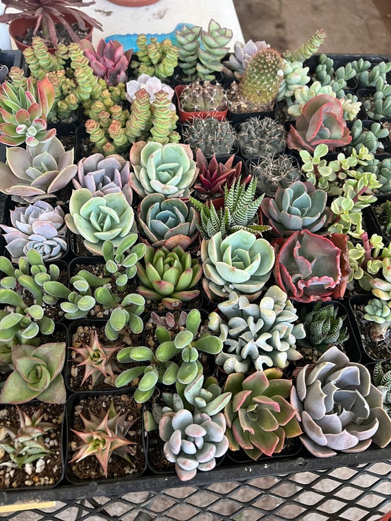 Succulent Plants 2 | Multi-pack Assortment | - Select 2,4,6,8 Plants - Etsy