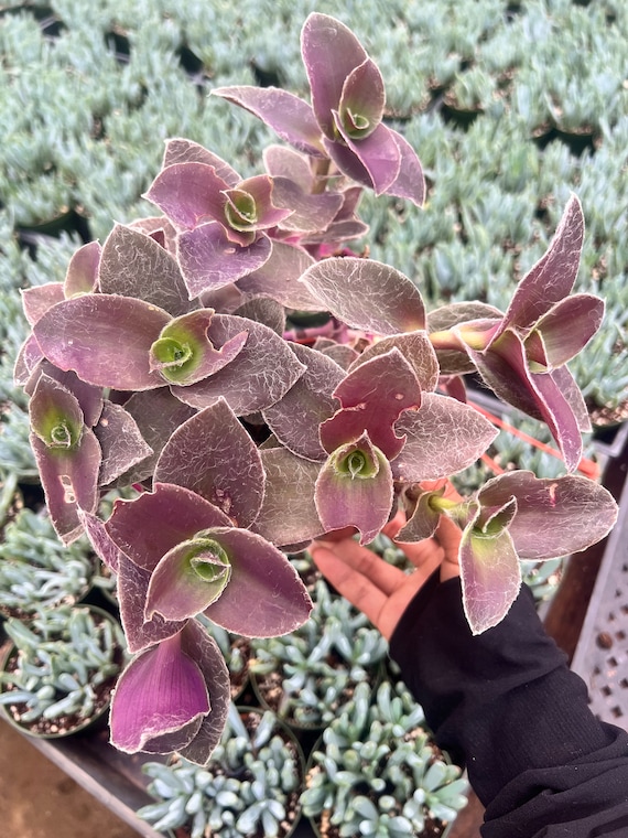 Succulent Tradescantia Padillia Pale Puma 4 Inch Pot - Etsy
