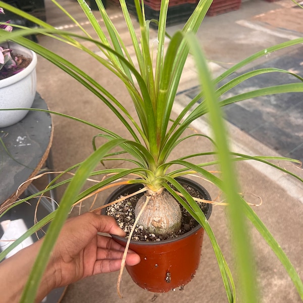 PonyTail Palm Tree Plant 6inch