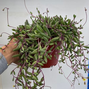 May include: A trailing succulent plant with long, thin, green leaves and purple stems. The plant is growing in a red plastic pot.