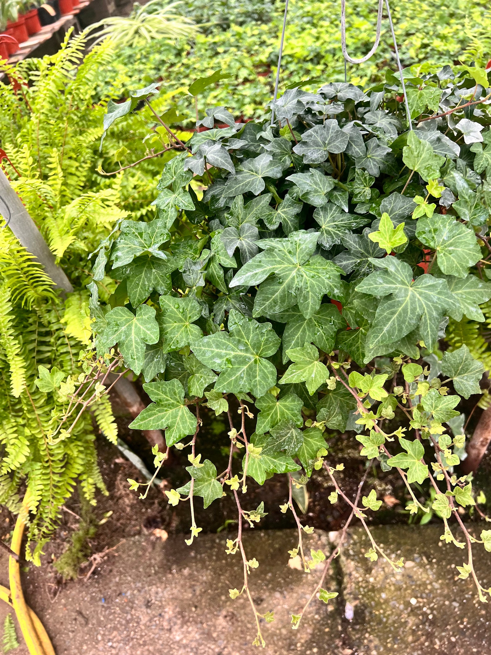 Large 8 Inch English Ivy Plant Lush Green Foliage Plant Etsy — free download