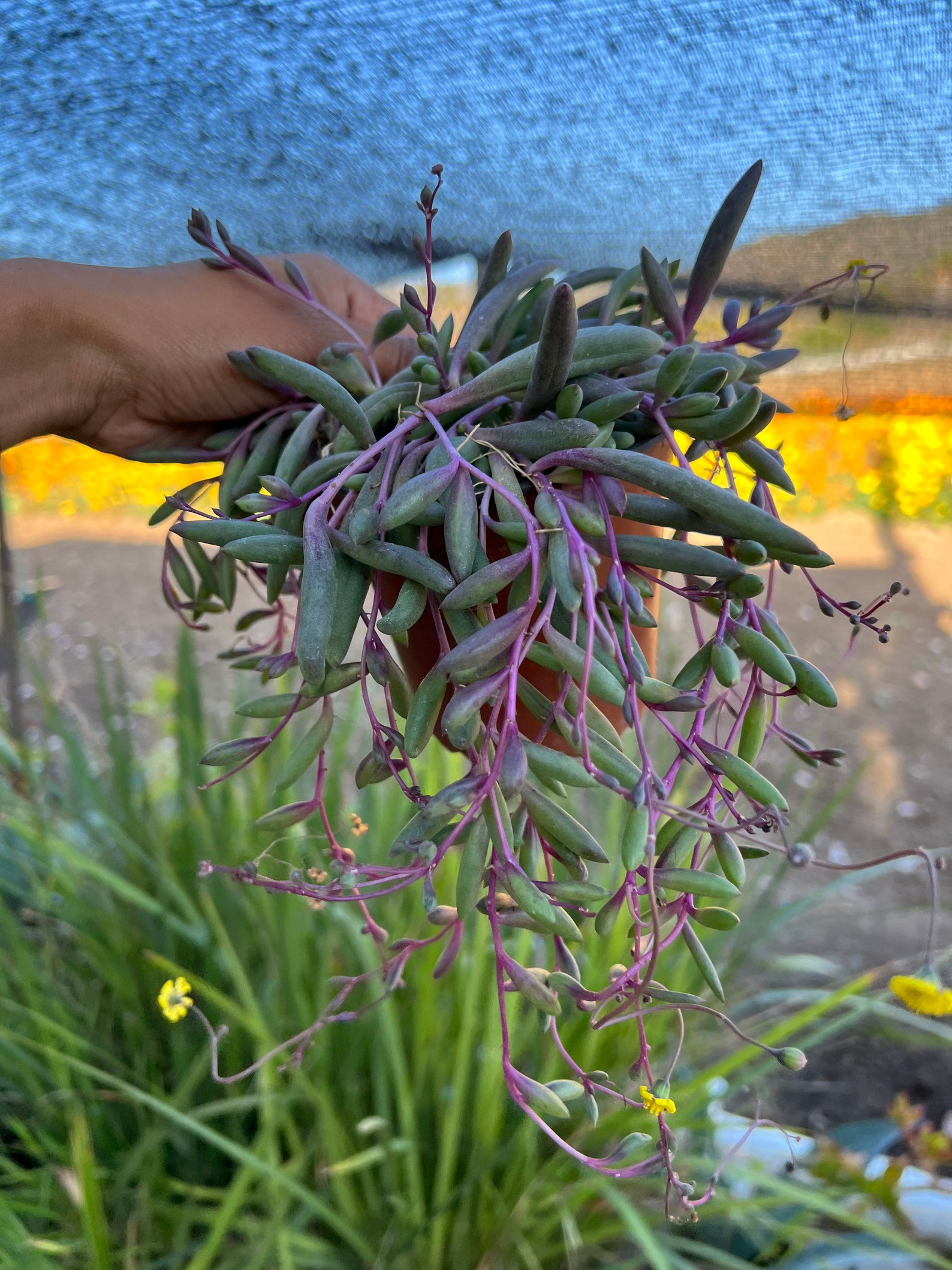 String of Ruby Necklace Plant Succulent Plant 3.5 Inch Pot Sun Etsy