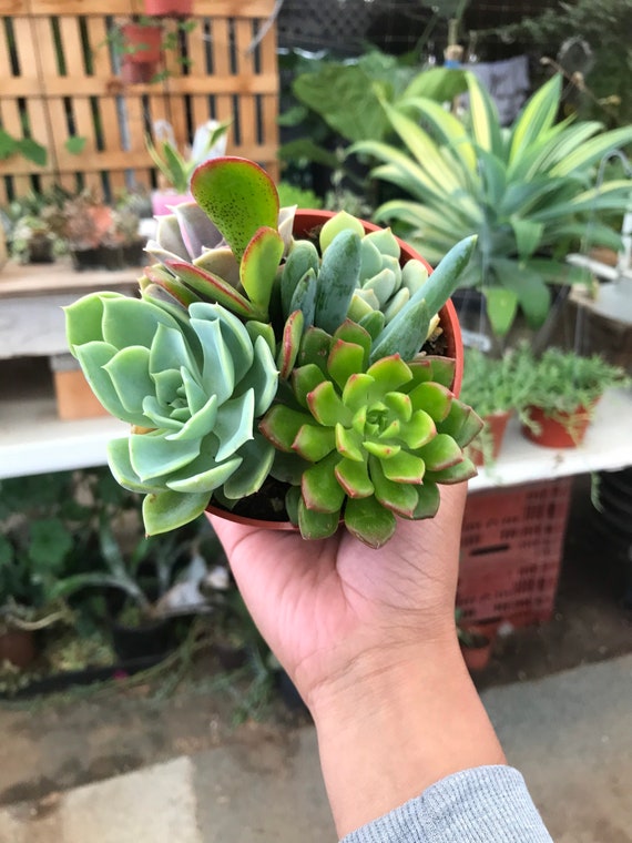 Succulent Plant 4inch | Mix Assortment | Echeveria Crassula Scenecio - Etsy