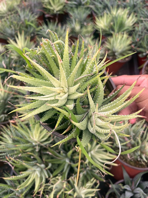 Variegated Zebra Plant Haworthia fasciata 6 inch pot | succulent cluster