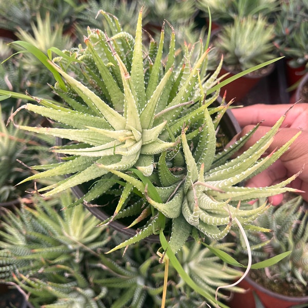 Variegated Zebra Plant  Haworthia fasciata 6 inch pot | succulent cluster