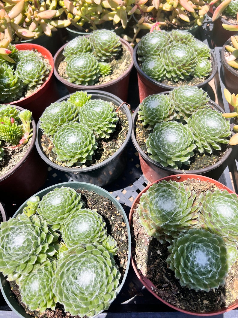 Plantsocity Sempervivum Cobweb Hens and Chicks - Thumbnail 2