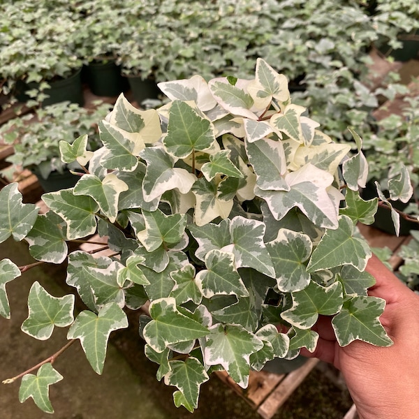 Blue variegated Ivy Plant 6 inch pot Herdera Helix