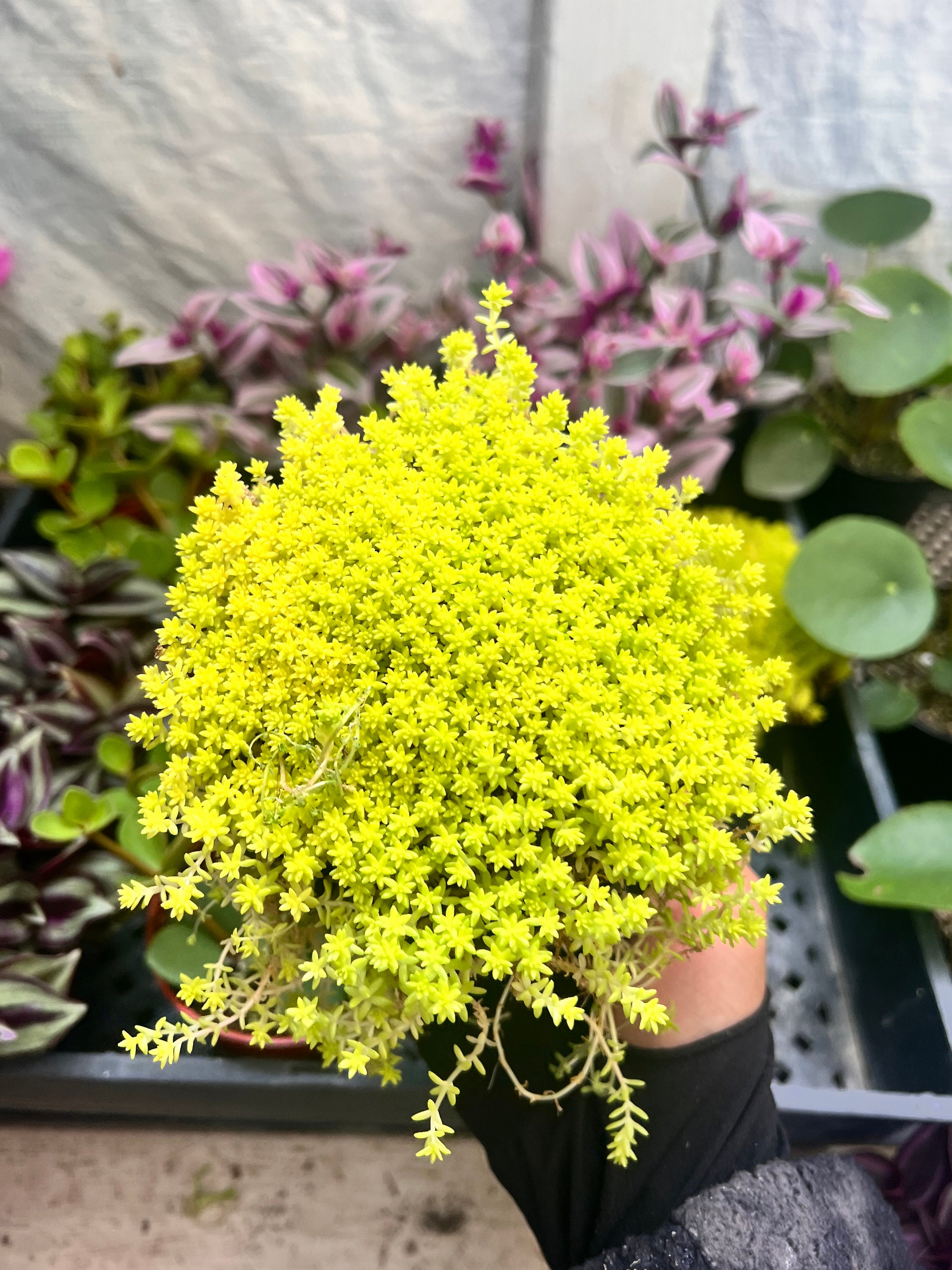 Tokyo Sun Sedum Plant 4 Inch - Etsy