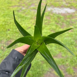 Climbing aloe plant | cutting 4 inch |