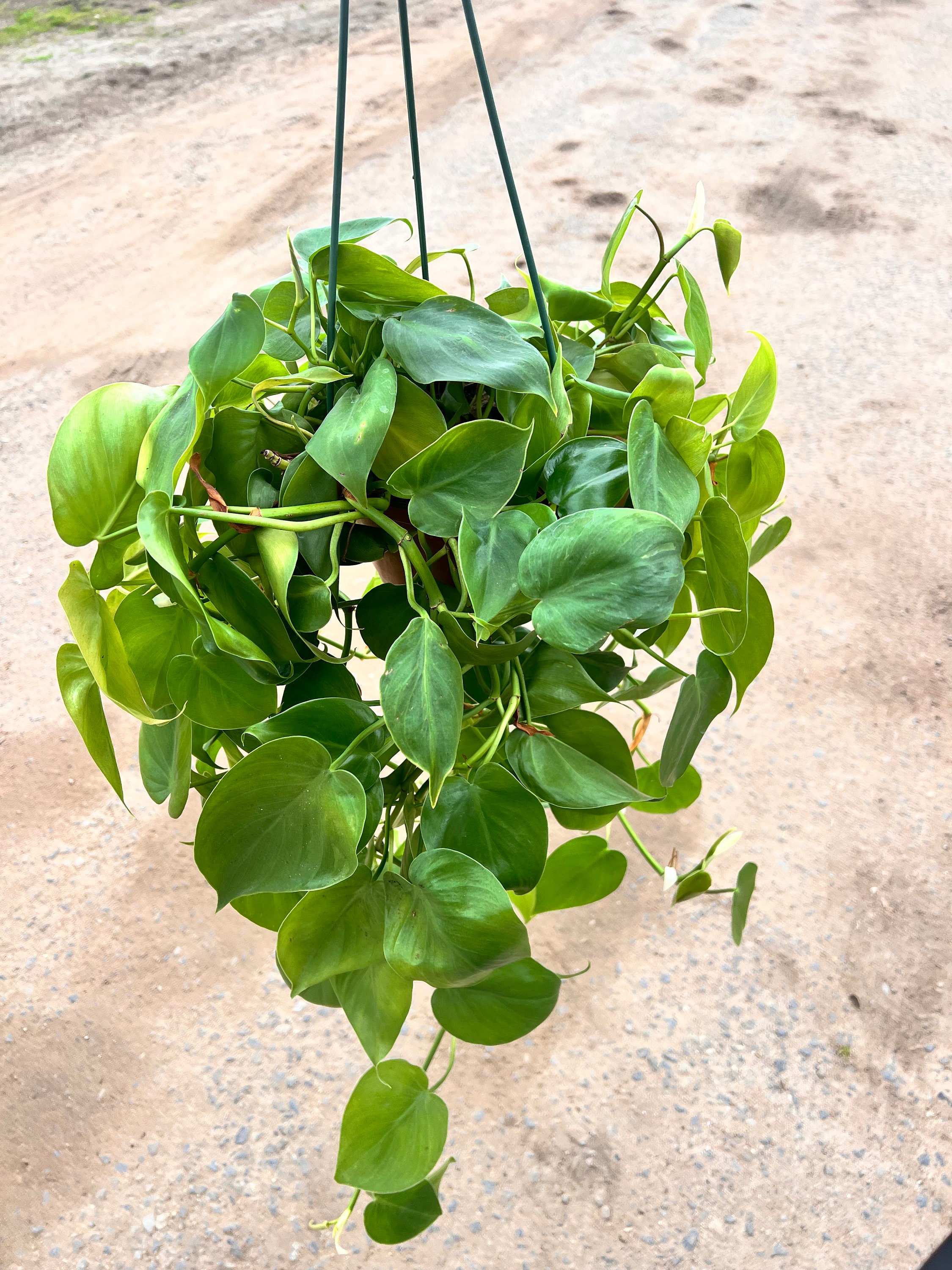 Heart Shaped Philodendron Plant 6 Inch Pot | Houseplant | Decor | Plant -  Etsy