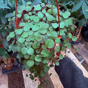May include: A hanging basket filled with a lush, green plant. The plant features small, round leaves and reddish stems. The basket is suspended by a brown hanger. Other plants are visible in the background.