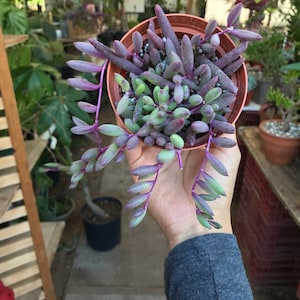 May include: A small potted succulent plant with purple and green leaves. The plant is being held in a person's hand.