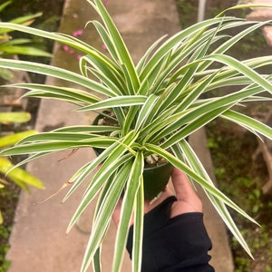 May include: A potted spider plant with long, slender green and white striped leaves. The plant is in a small, dark green pot. The leaves are arching and radiating outwards. The plant is held by a person wearing a black sleeve.