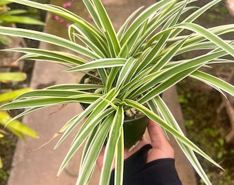aloe vera succulent plant Aloe Vera: Easy Care Houseplant for Sunny Spots  Bloombox Club