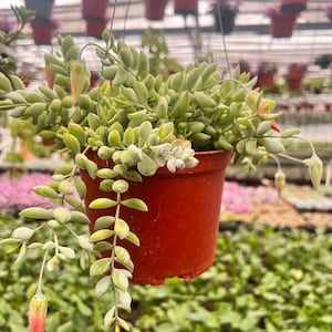 May include: A hanging succulent plant with green leaves and pink flowers in a red pot. The plant is hanging from a wire in a greenhouse setting.