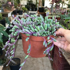 May include: A small potted succulent plant with trailing stems and purple leaves. The plant is in a brown plastic pot.