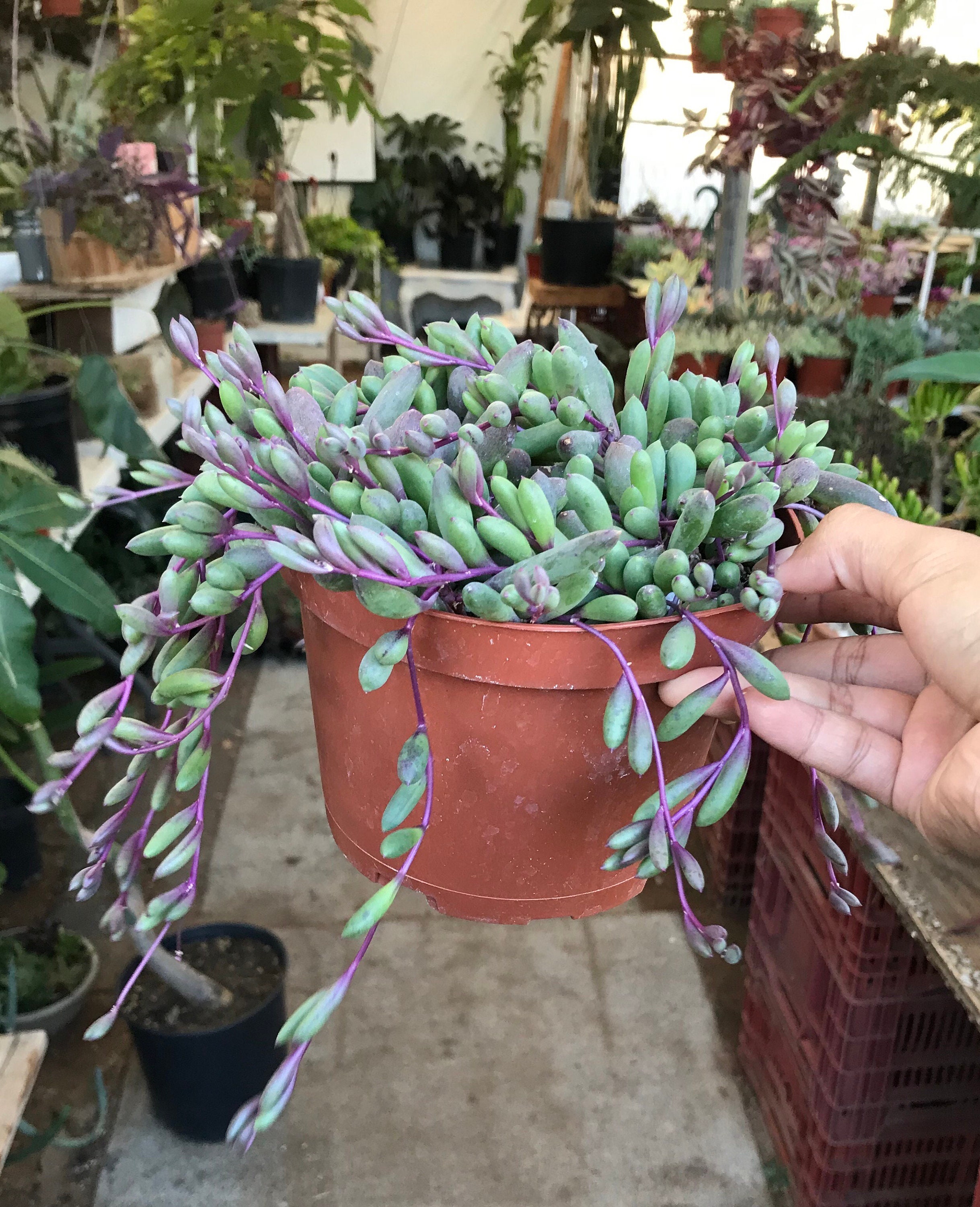 Ruby Succulent Ruby Necklace Succulent Plant 6 Inch Pot Full Plant Purple and Green ...