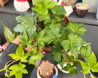 Green English Ivy Plant | 4 Inch Pot | - Etsy