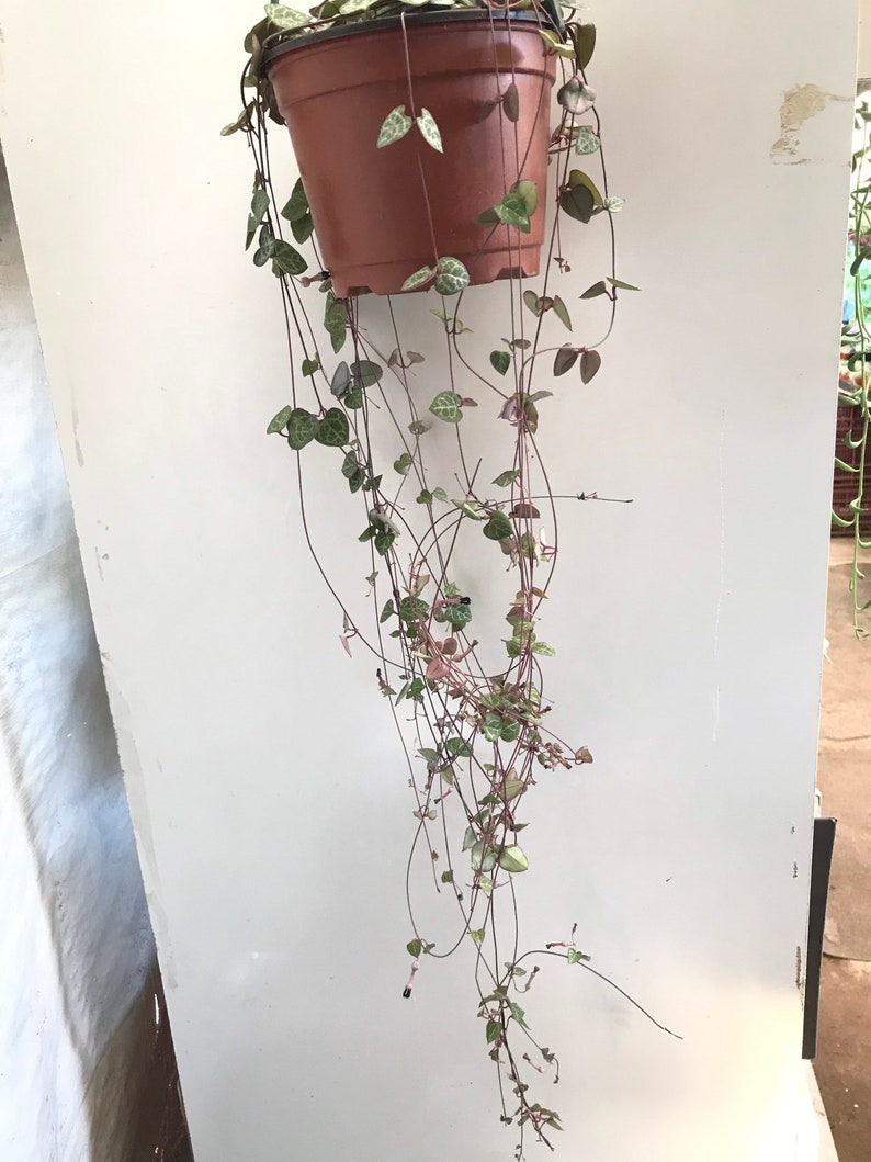 clearance cheap price String of hearts plant 6inch plant
