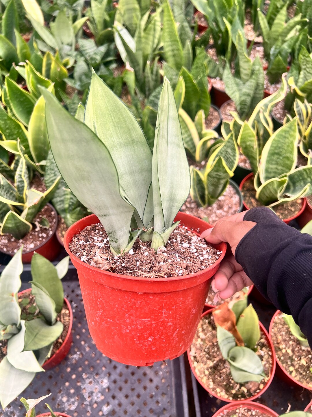 sansevieria ikea Ikea Fejka Artificial Plant, Agave  Nordic Chill