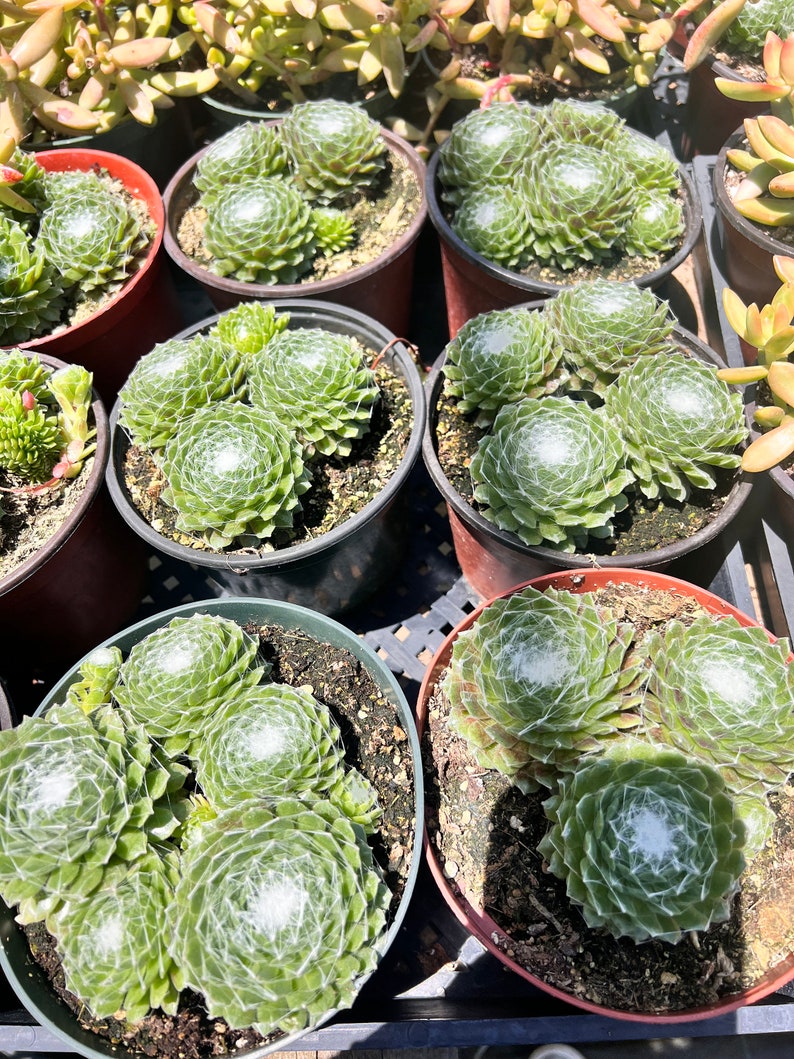 Plantsocity Sempervivum Cobweb Hens and Chicks