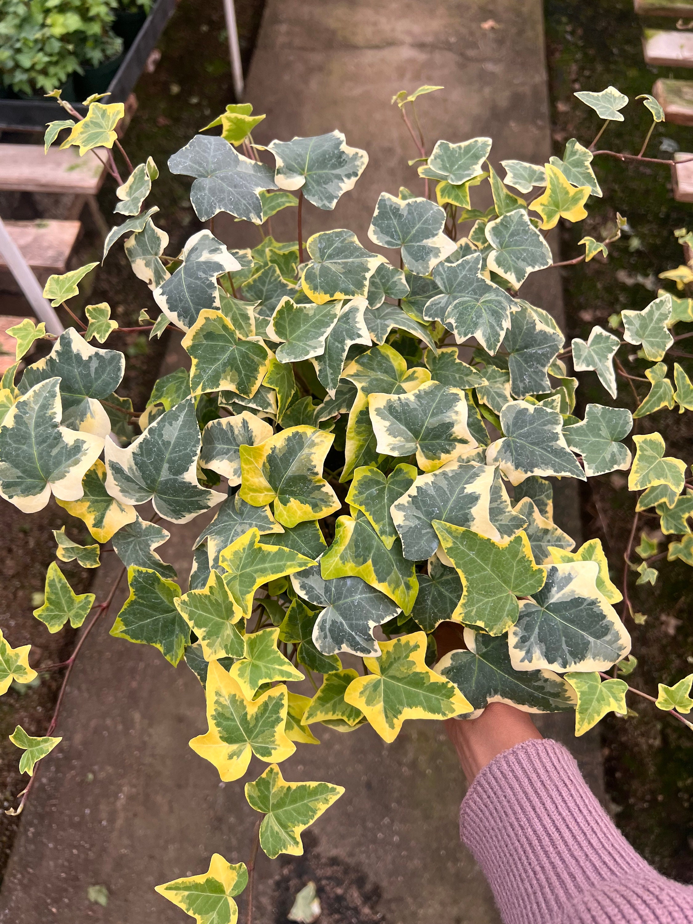 Gold Child Ivy Plant 6 Inch Pot Herdera Helix - Etsy