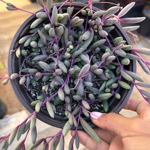 May include: A succulent plant with long, trailing stems and small, fleshy leaves. The stems are a deep purple color, and the leaves are a light green with a silvery sheen.