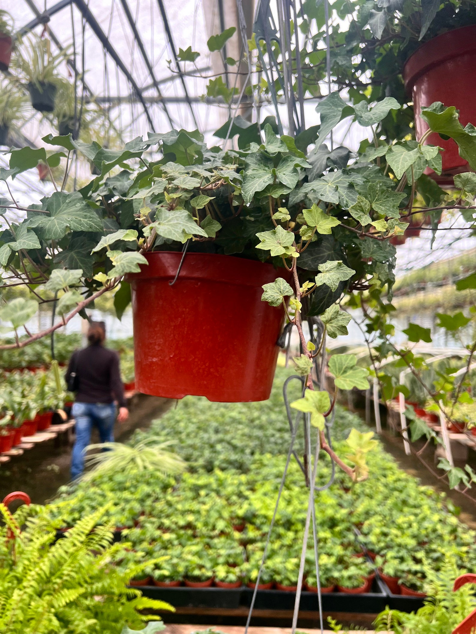 Large 8 Inch English Ivy Plant Lush Green Foliage Plant Etsy — free download