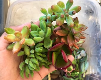 Succulent plant clippings small assortment