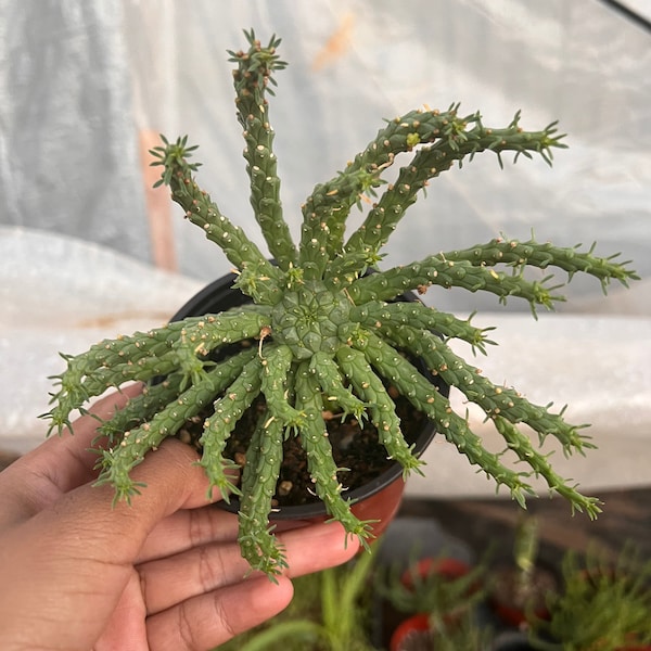 Medusa Head Euphorbia Flanaganii | 4 inch pot | ships bare-rooted |