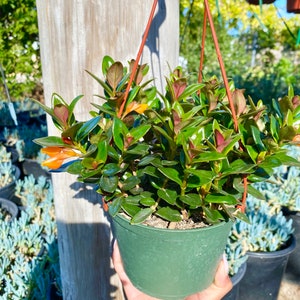 May include: A green hanging planter with a small, leafy plant with orange flowers. The plant is hanging from a wooden post.