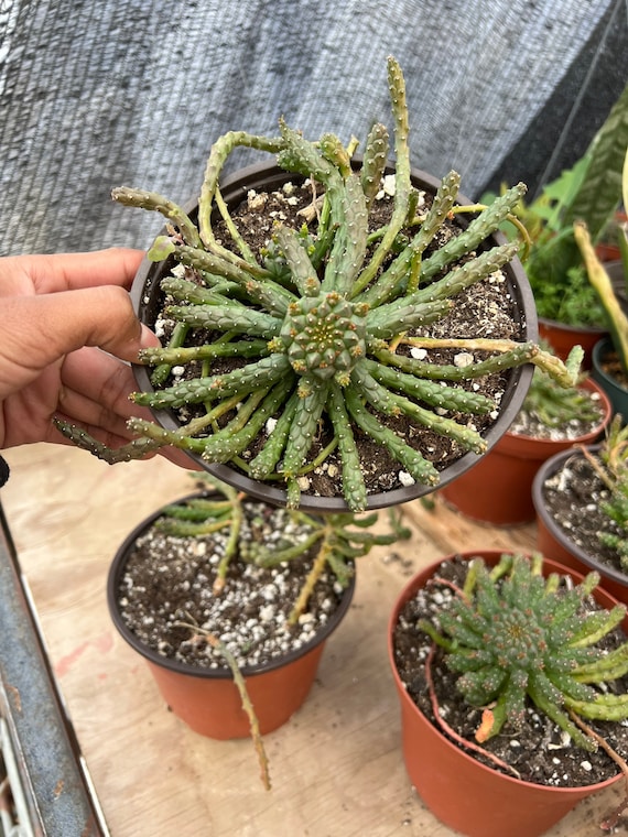 Medusa Head Cactus Plant | 5 Inch Pot | Ships Barerooted - Etsy
