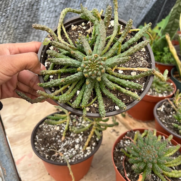 medusa head cactus plant | 5 inch pot | ships barerooted