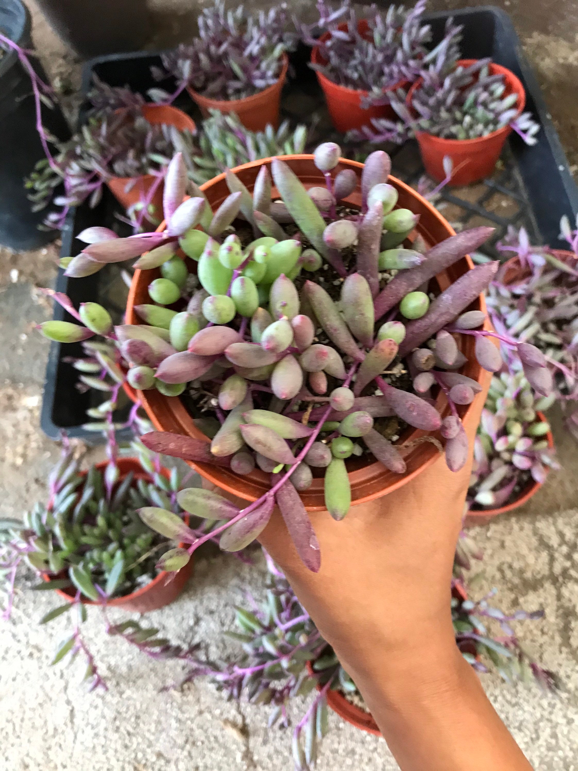 String of Ruby Necklace Plant Succulent Plant 3.5 Inch Pot Sun Etsy